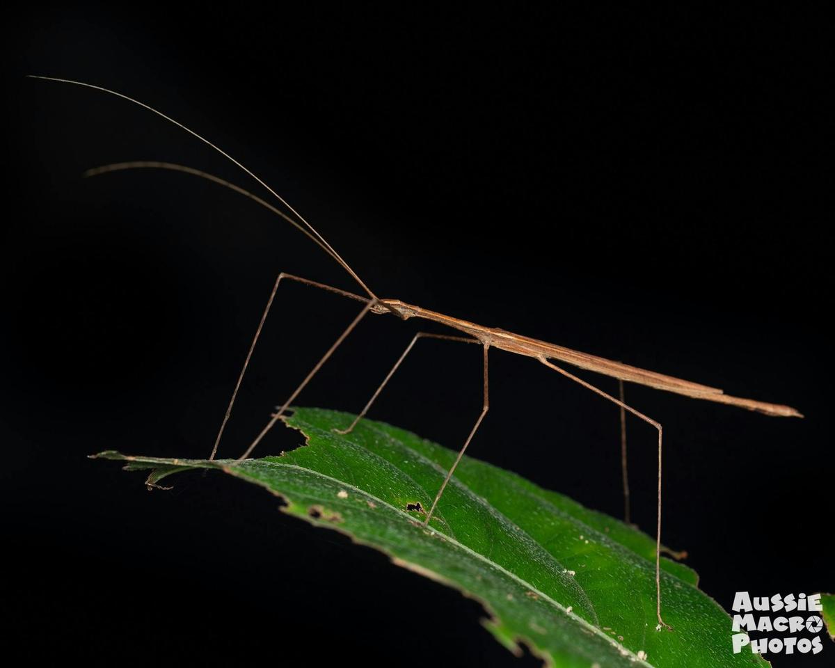 Cyclone Larry Stick Insects