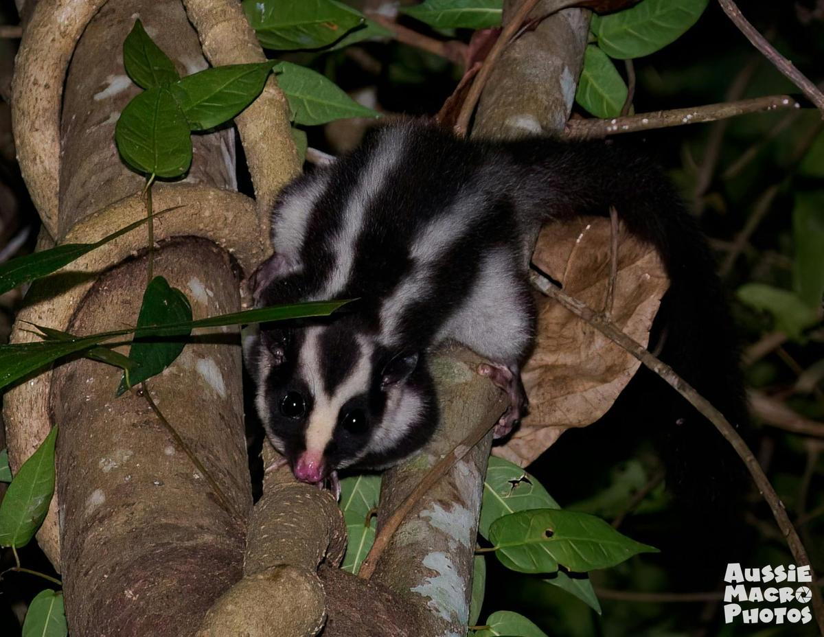 Striped Possum
