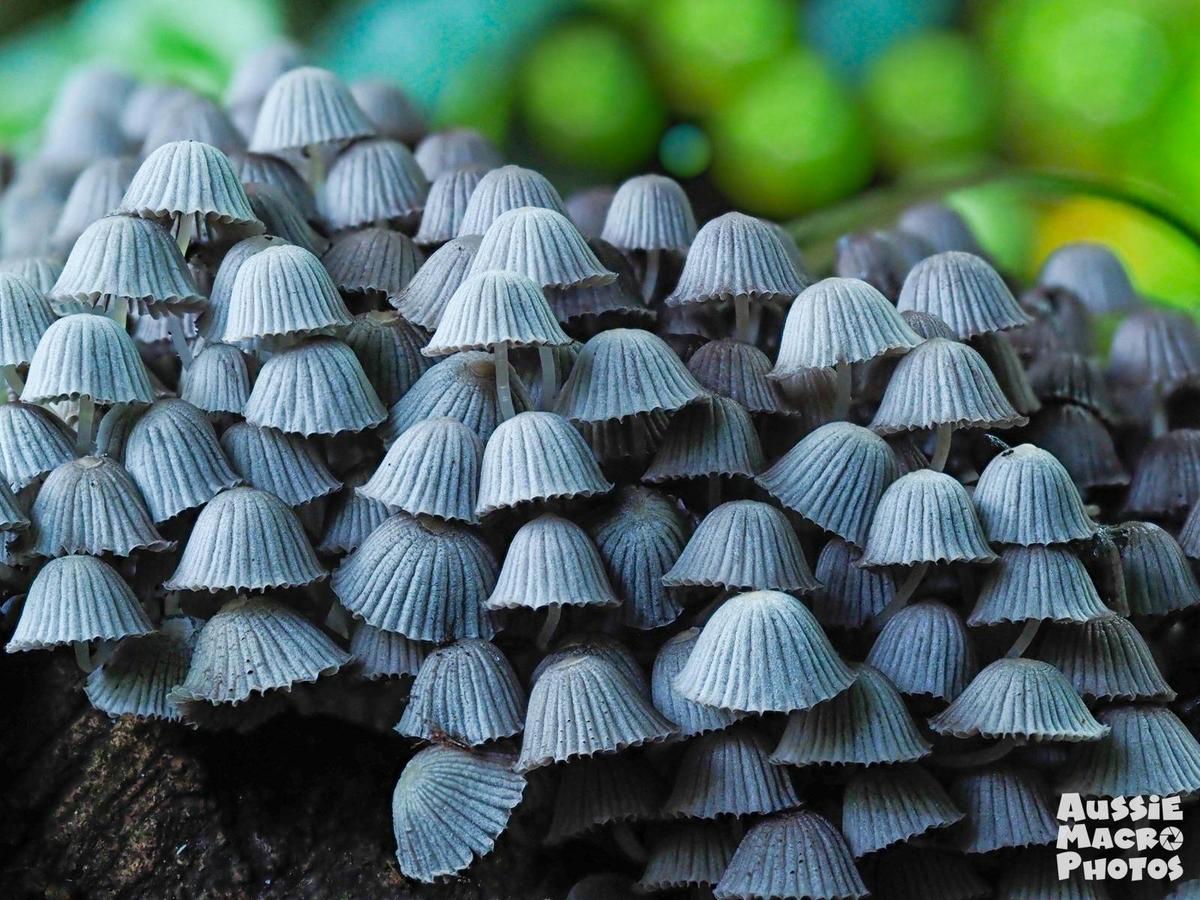 Let's Go Shroomin - Mushroom Photography Tour