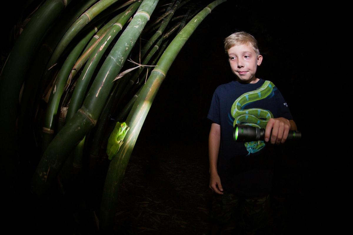 Night Walk in Cairns Botanic Gardens