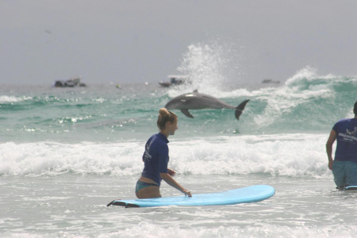 An unforgettable moment in the surf—learning the waves alongside the incredible marine life.
