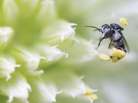 Bee Curious – Ipswich Native Bee Workshops