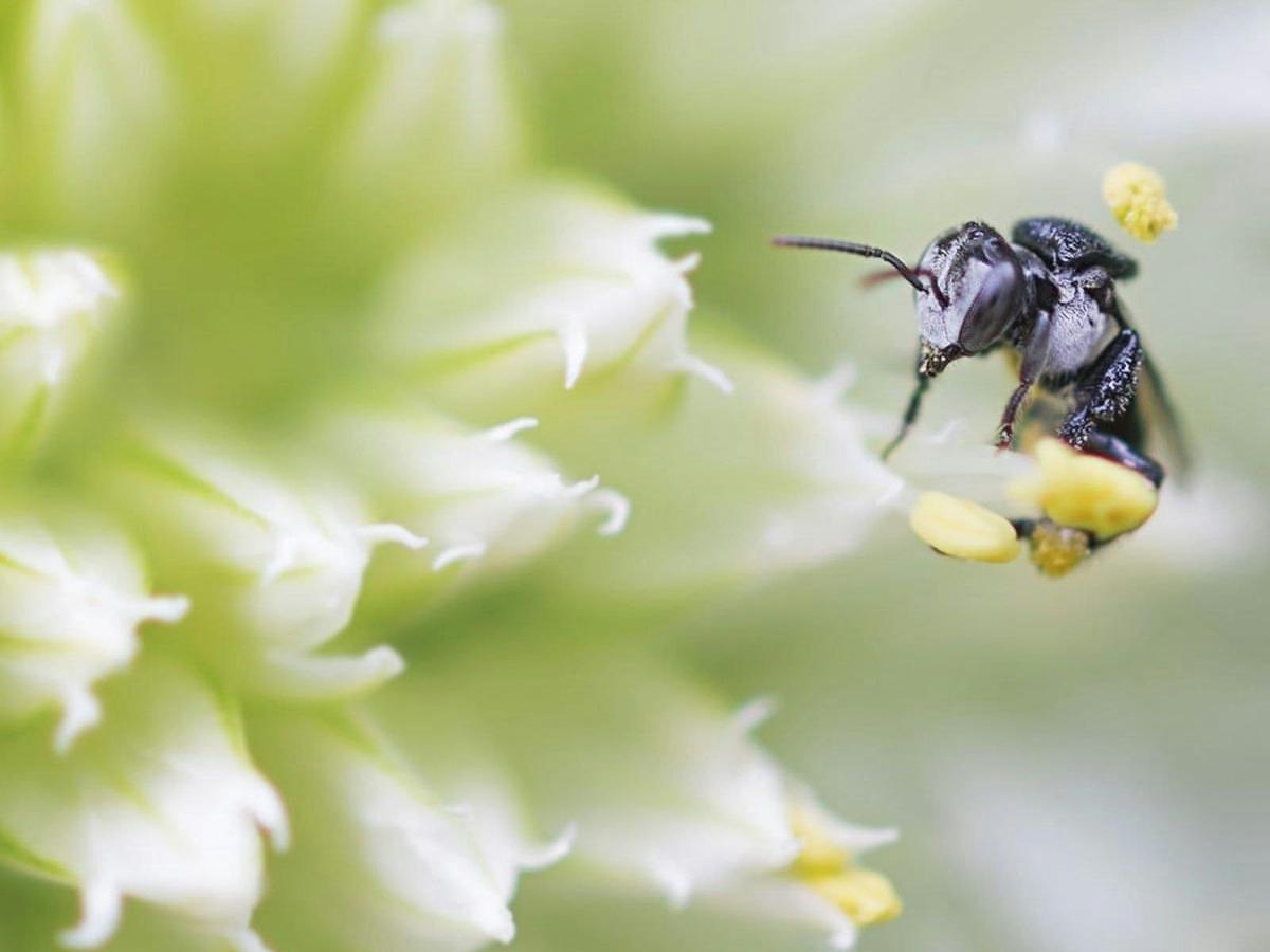 Bee Curious – Ipswich Native Bee Workshops