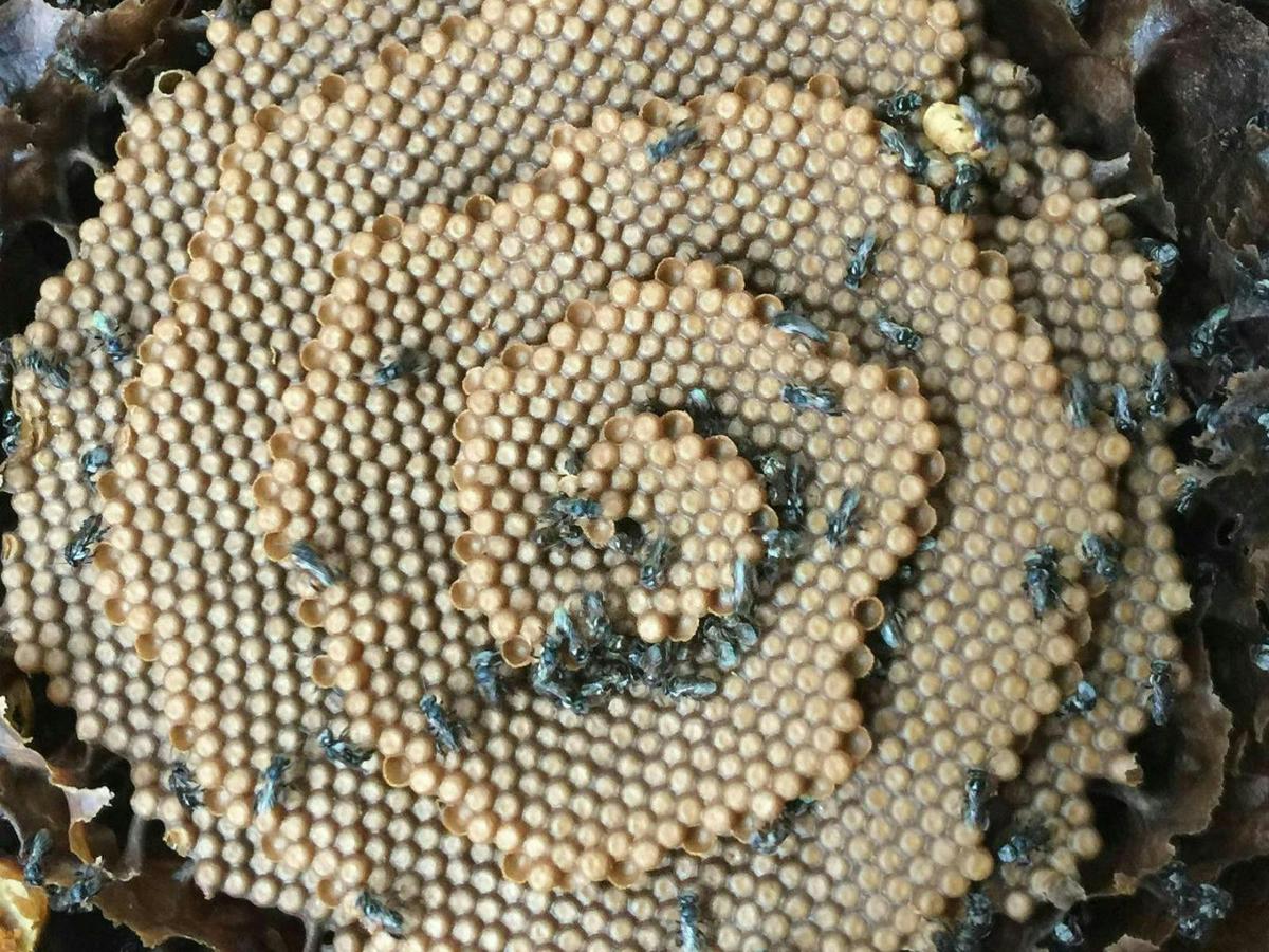 Bee Curious – Ipswich Native Bee Workshops