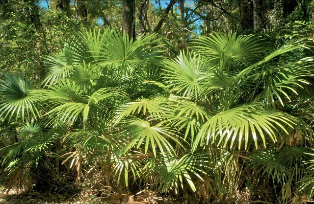 Mungo Rainforest Walk