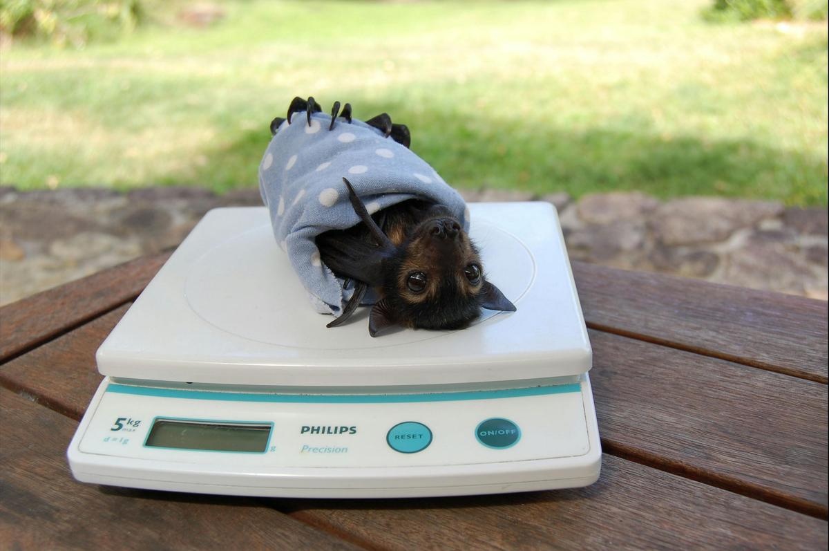 Weighing orphaned Spectacled flying fox