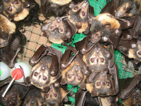 Bat Hospital Visitor Centre