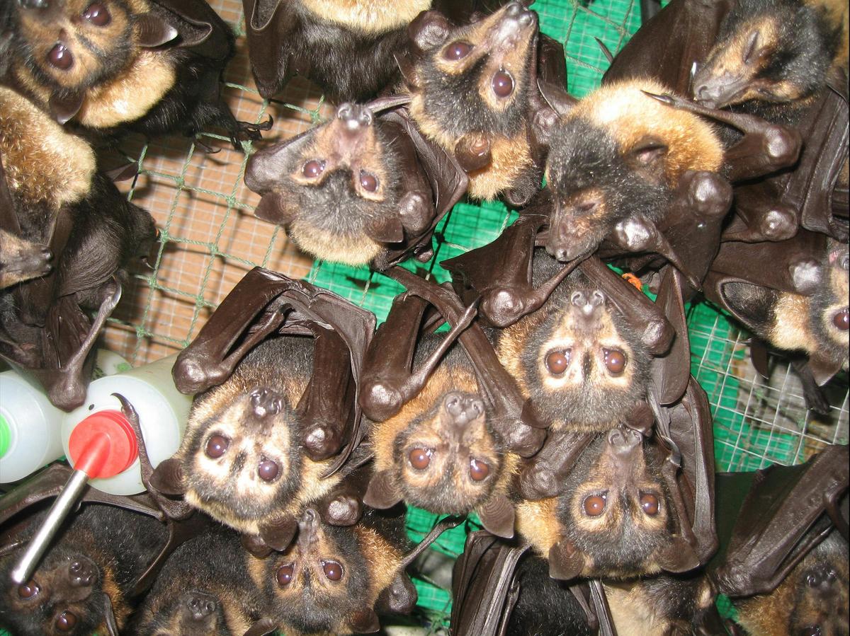 Lots of baby flying fox orphans