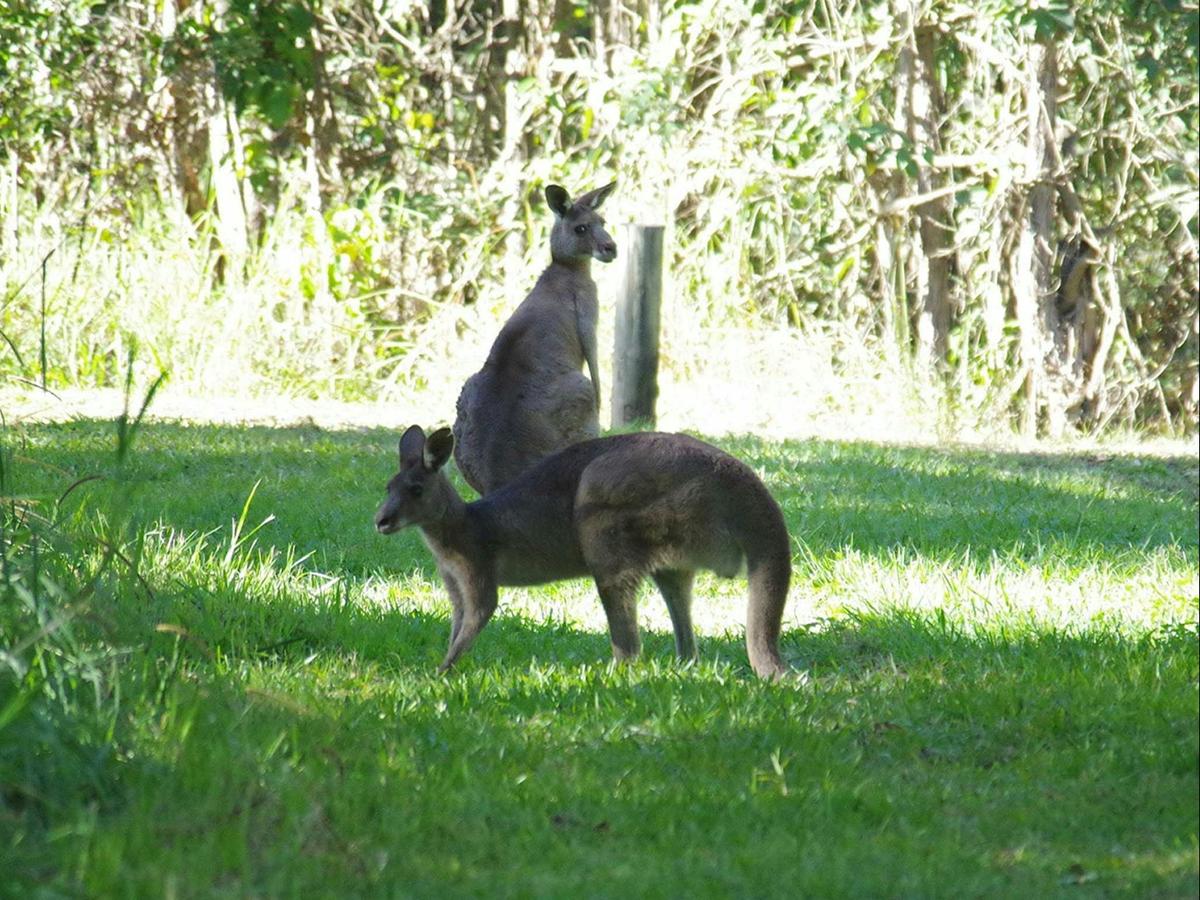 Kangaroos