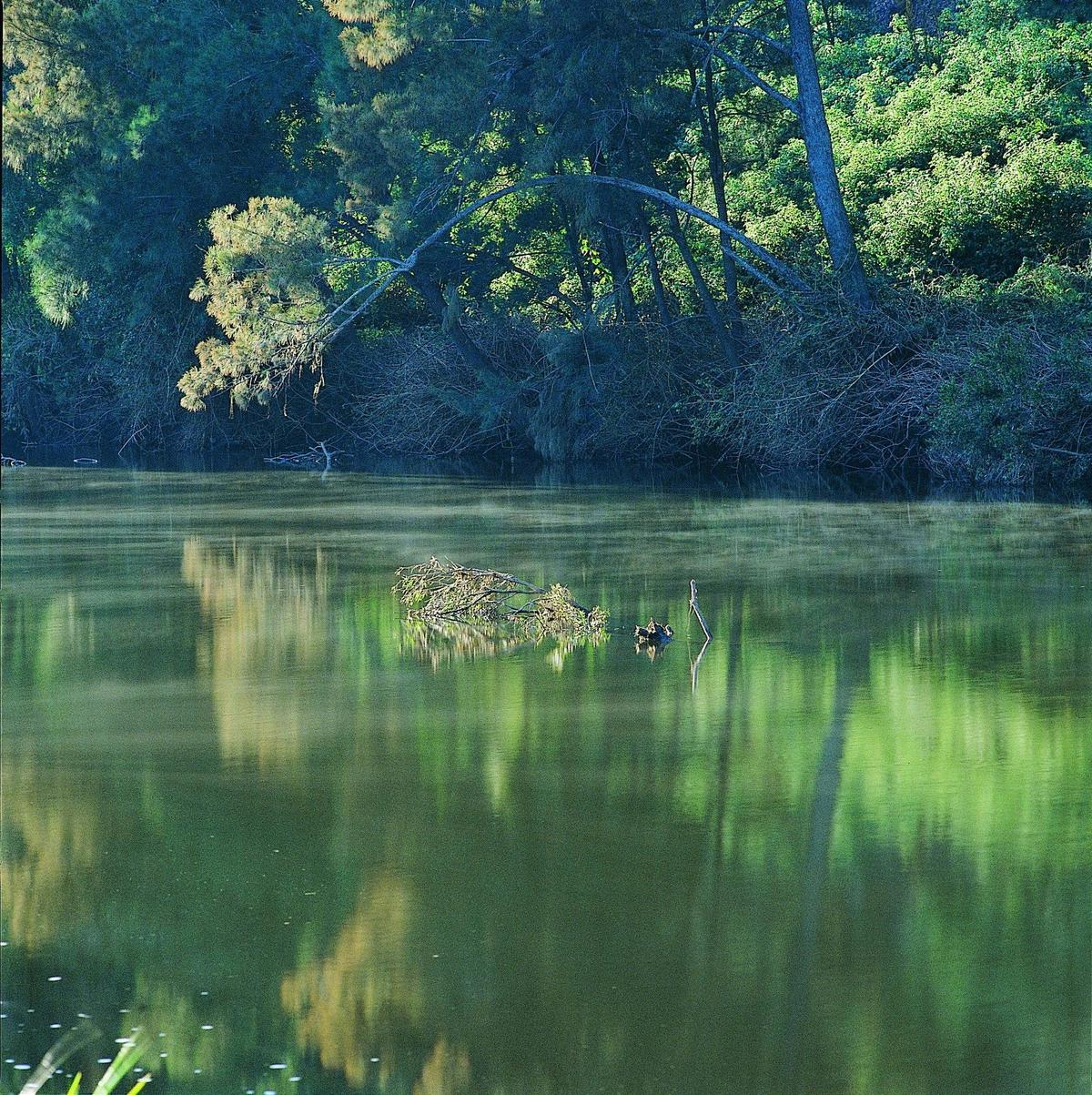 Peaceful Emu Creek, Benarkin State Forest