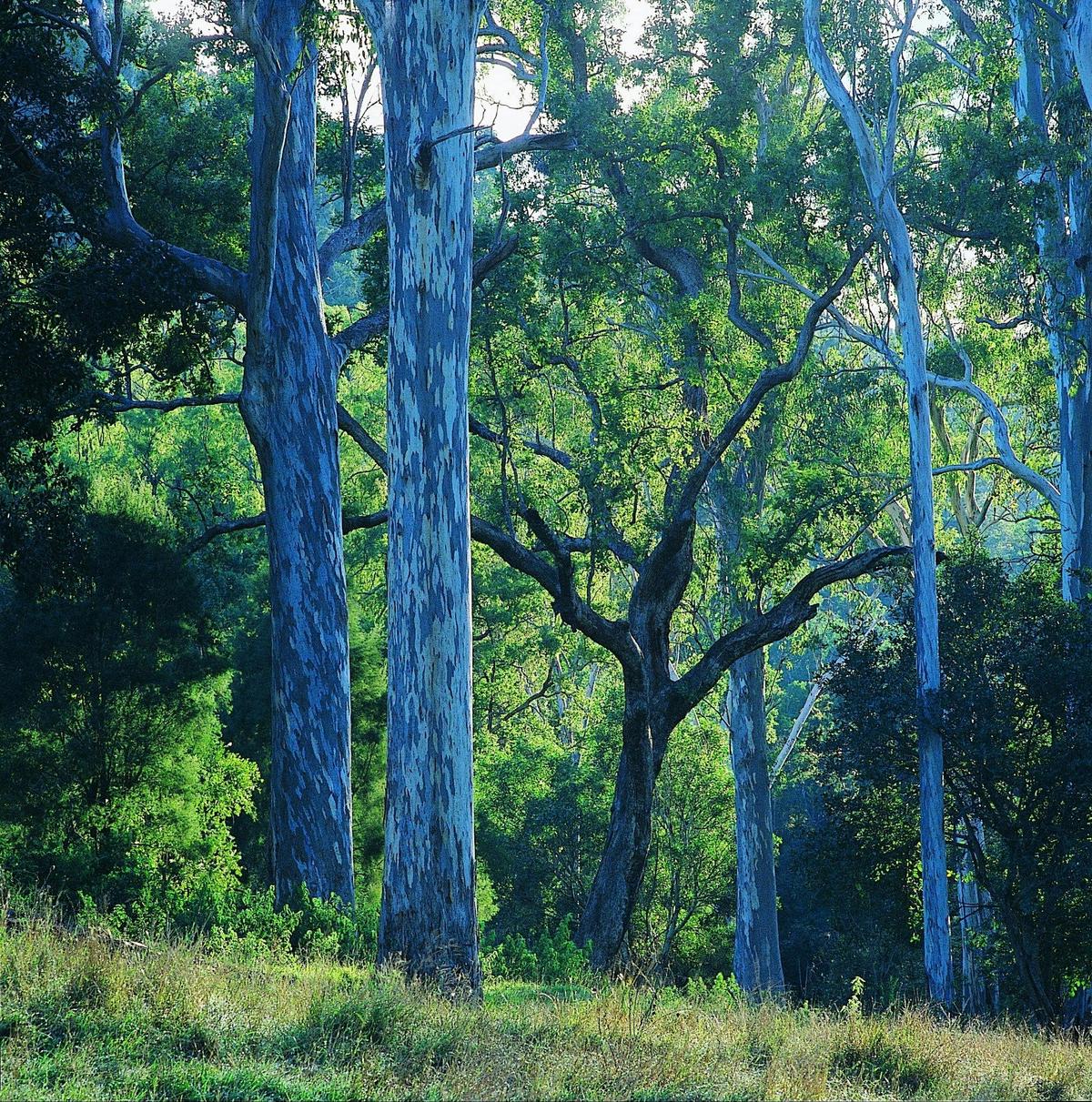 Benarkin State Forest
