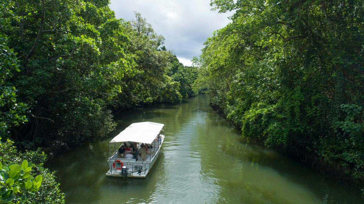 2 Day Reef and Rainforest Tour