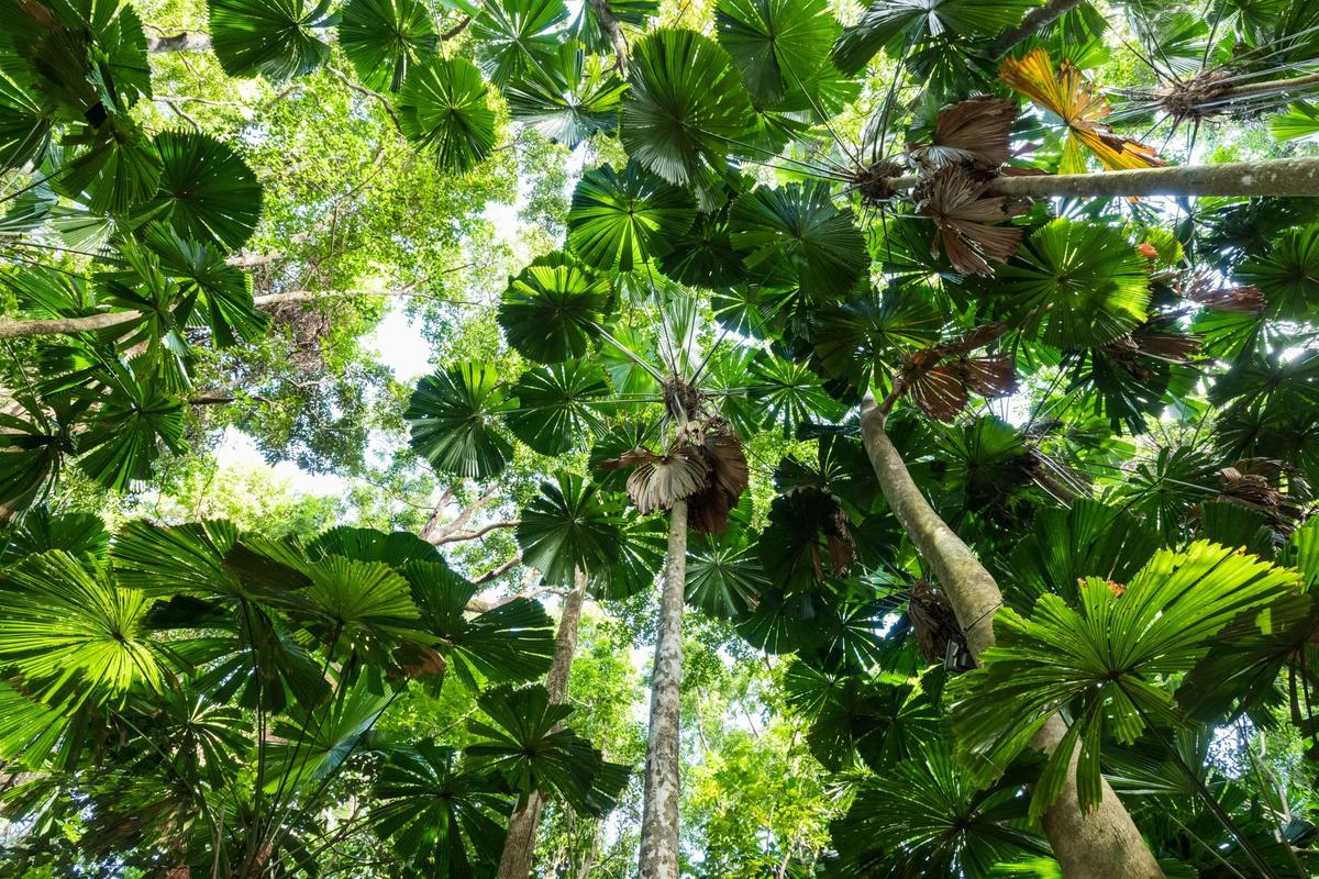 North Queensland Fan Palms in the Daintree Rainforest