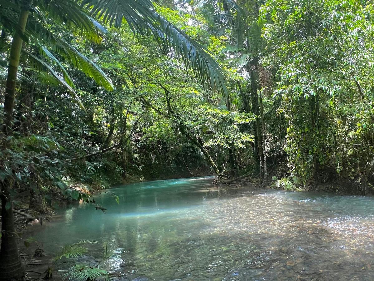 Daintree Rainforest & Cape Tribulation Full Day Tour
