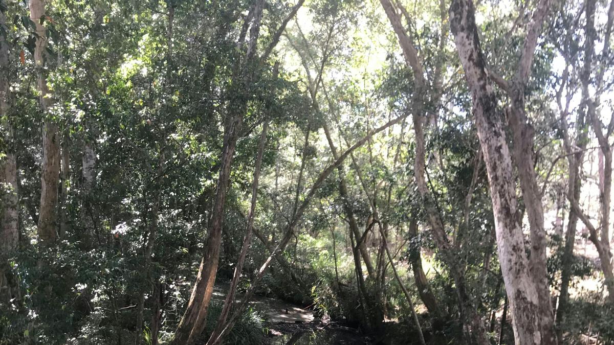 Creek next to camp area