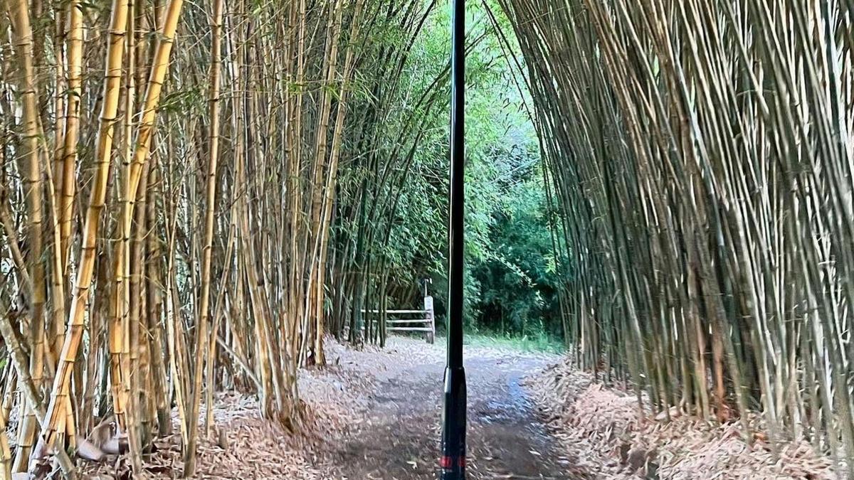 Belli Bamboo Parkland