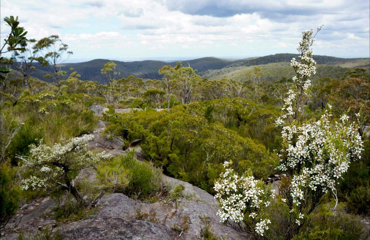 Murphys fire trail – Woodford to Murphys Glen campground