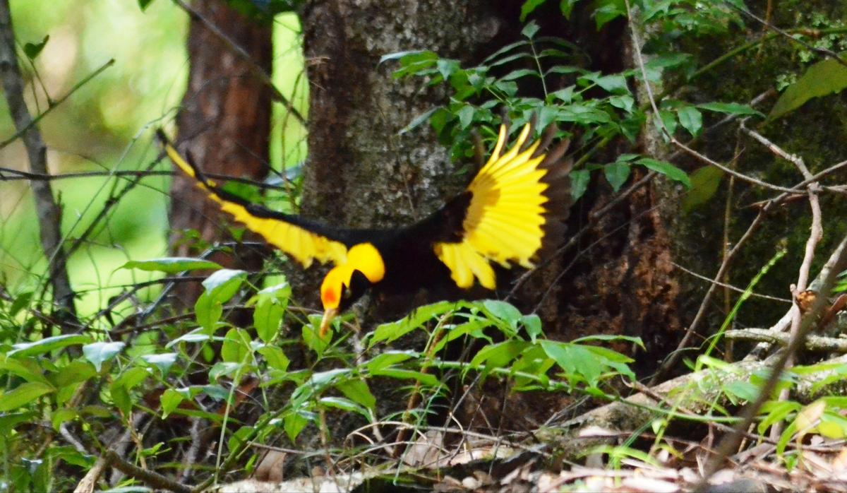 Magical rainforest birds at Bellthorpe Stays