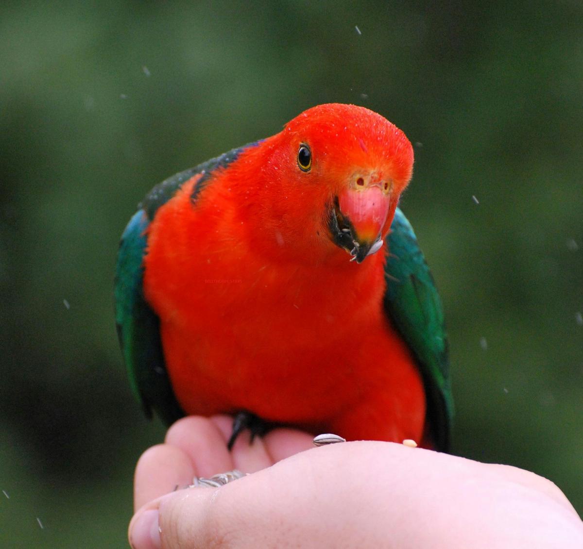 King parrots at Bellthorpe Stays