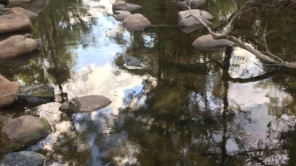 Bellbird Lodge