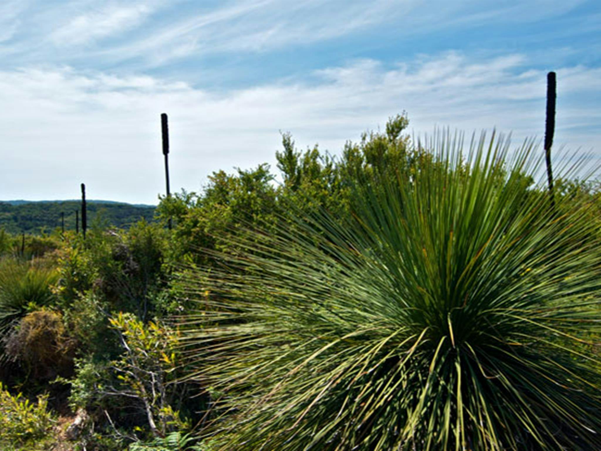 Moonee Beach flora, Munmorah State Conservation Area. Photo: John Spencer &copy; DPIE