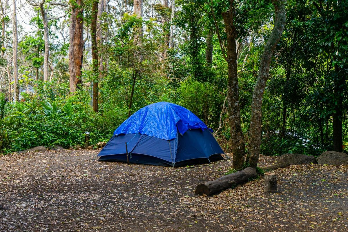 Binna Burra Lodge - Rainforest campsite