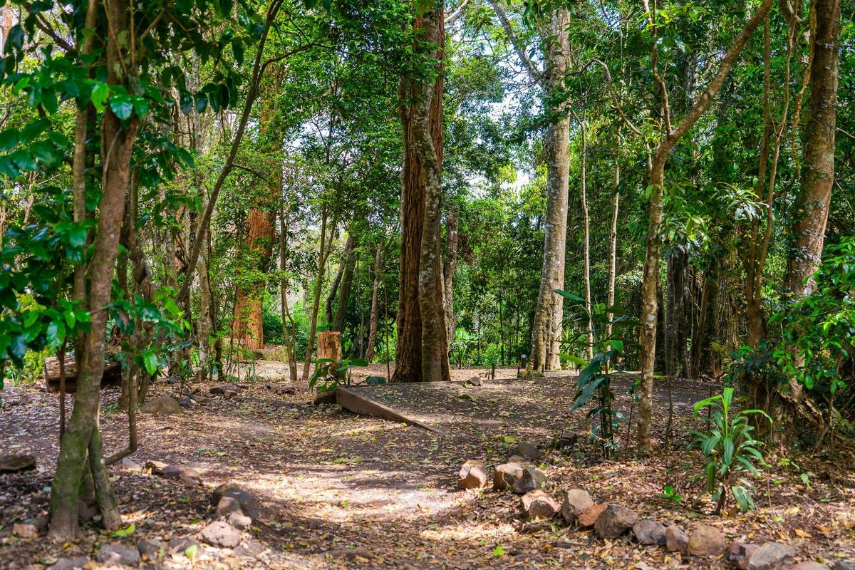 Binna Burra Lodge - Rainforest Campsite