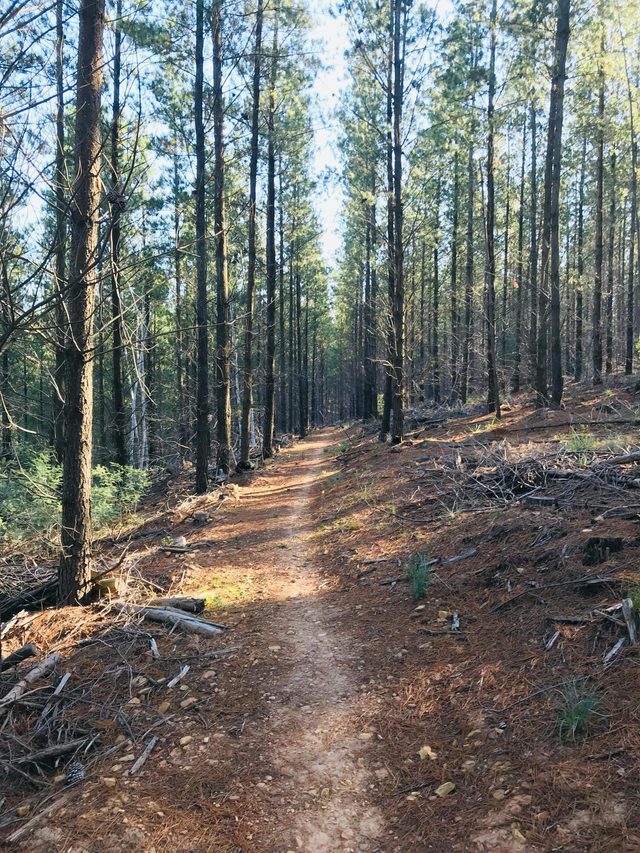 Mountain Bike Trails Tumbarumba