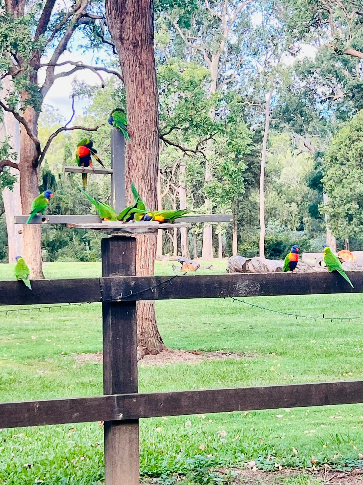 Bird feeding