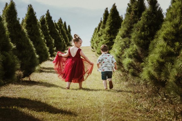 Luddenham Christmas Tree Farm
