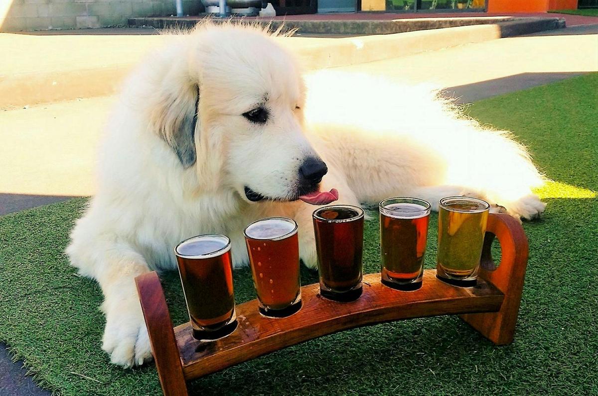 Bacchus Brewing Co.