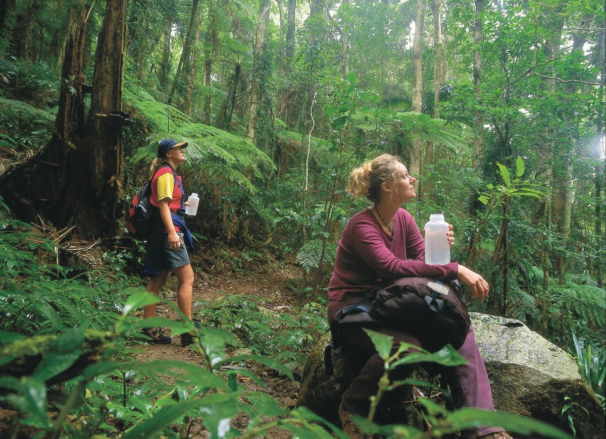 BUshwalking at Binna Burra, Lamington National Park