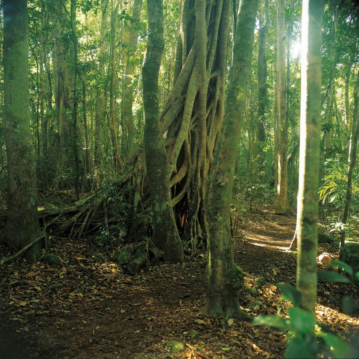 Rainforest trail, Binna Burra, Lamington National Park