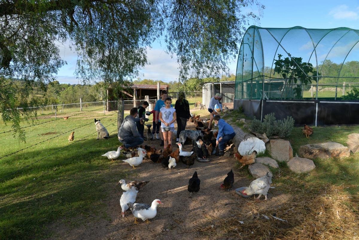 Feeding the poultry at the Farmstay