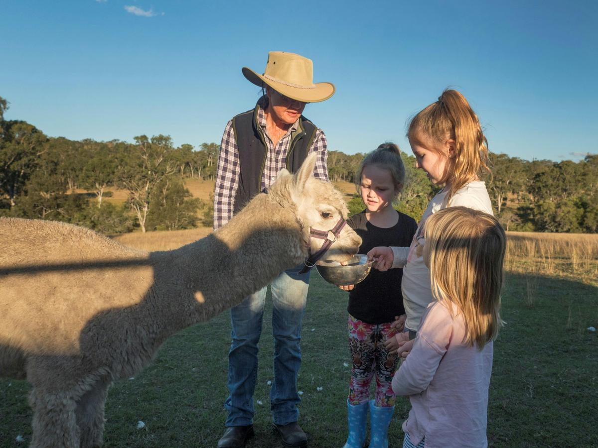 Alpaca feeding time. Meet Rascal and his friends.