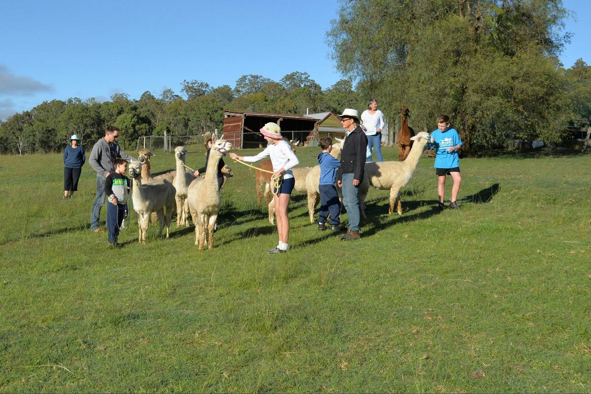 Morning activity, leading alpacas at Bunyip Springs Farmstay