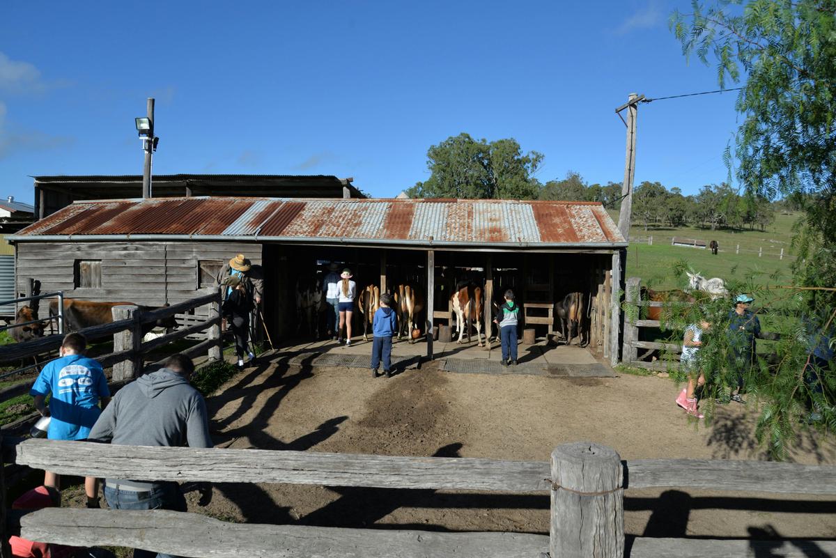 Choosing a cow to milk at Bunyip Springs Farmstay