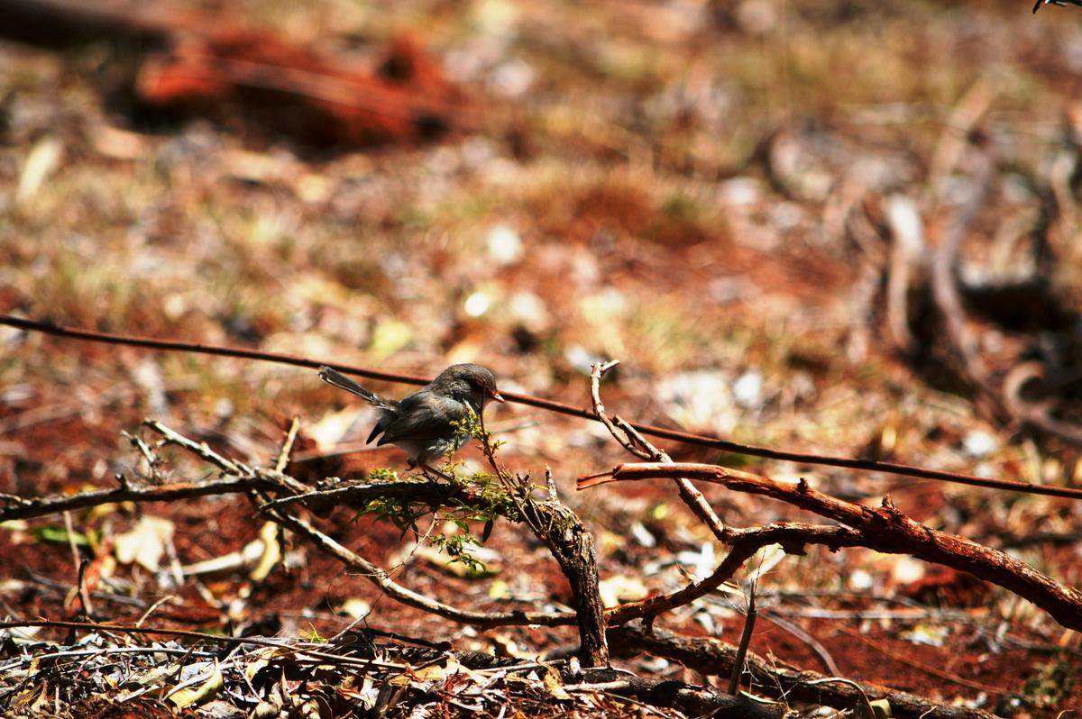 Baby Wren
