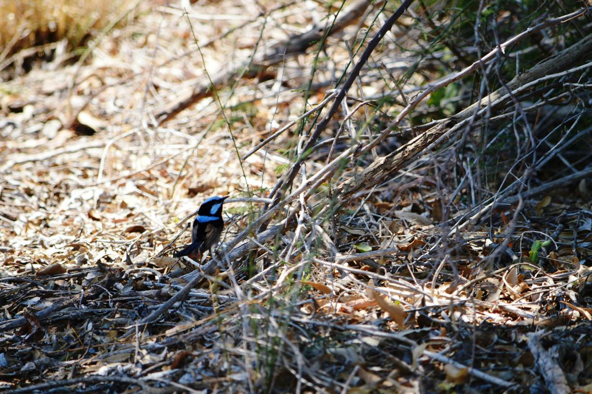 Blue Wren