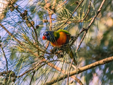Birdwatching in the South Burnett