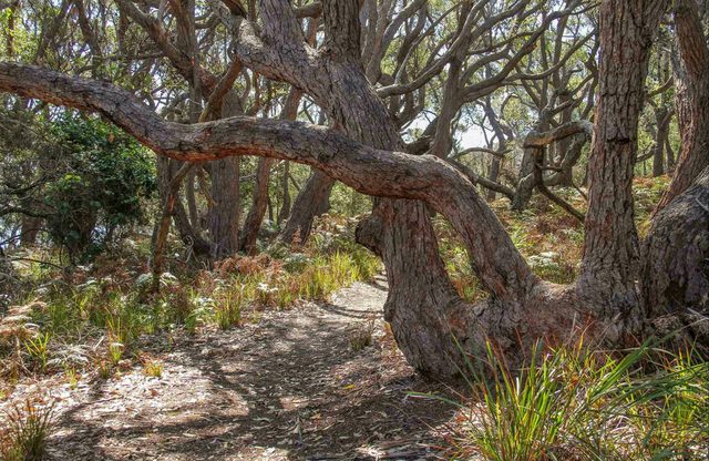 Middle Lagoon Walking Track