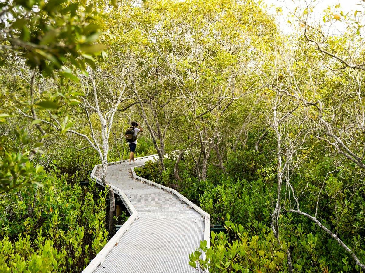 BOARDWALK IN THE MAROOCHY WETLAND SANCTUARY