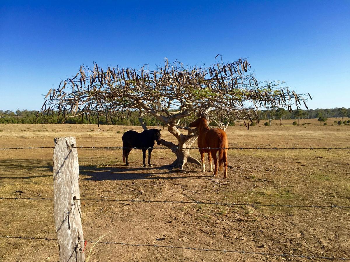 Branyan - Horses