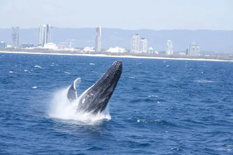 Luxury Whale Watching