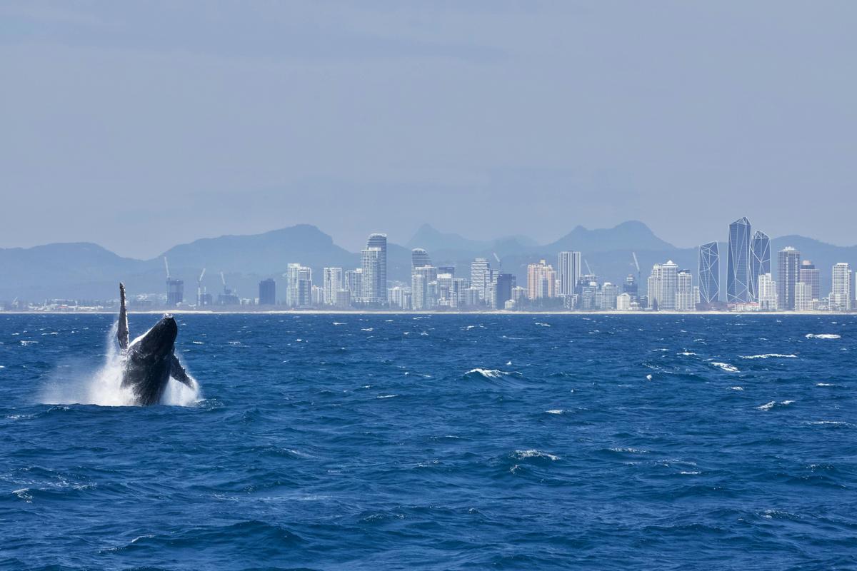 Luxury Whale Watching