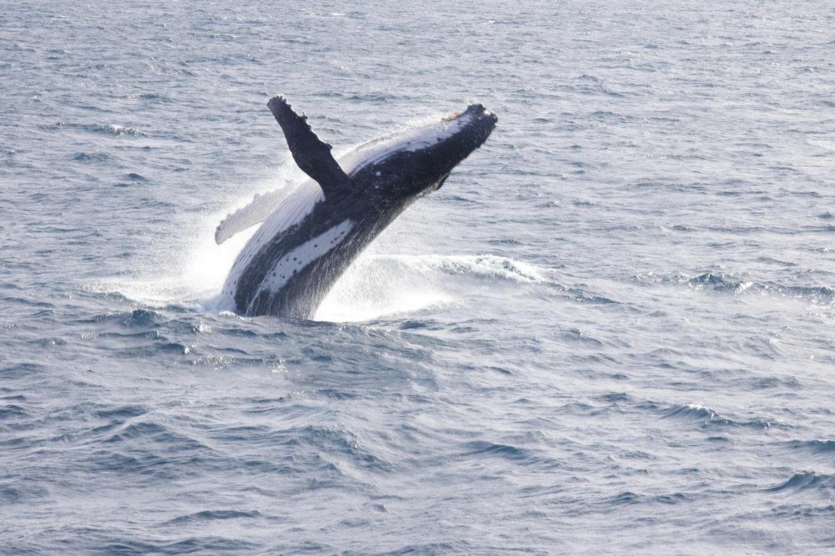 Humpback breaching