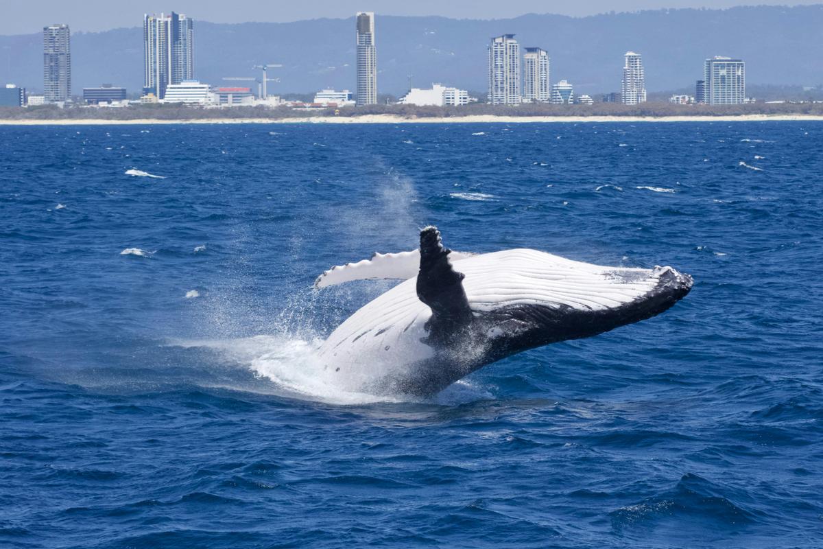 Humpback breaching
