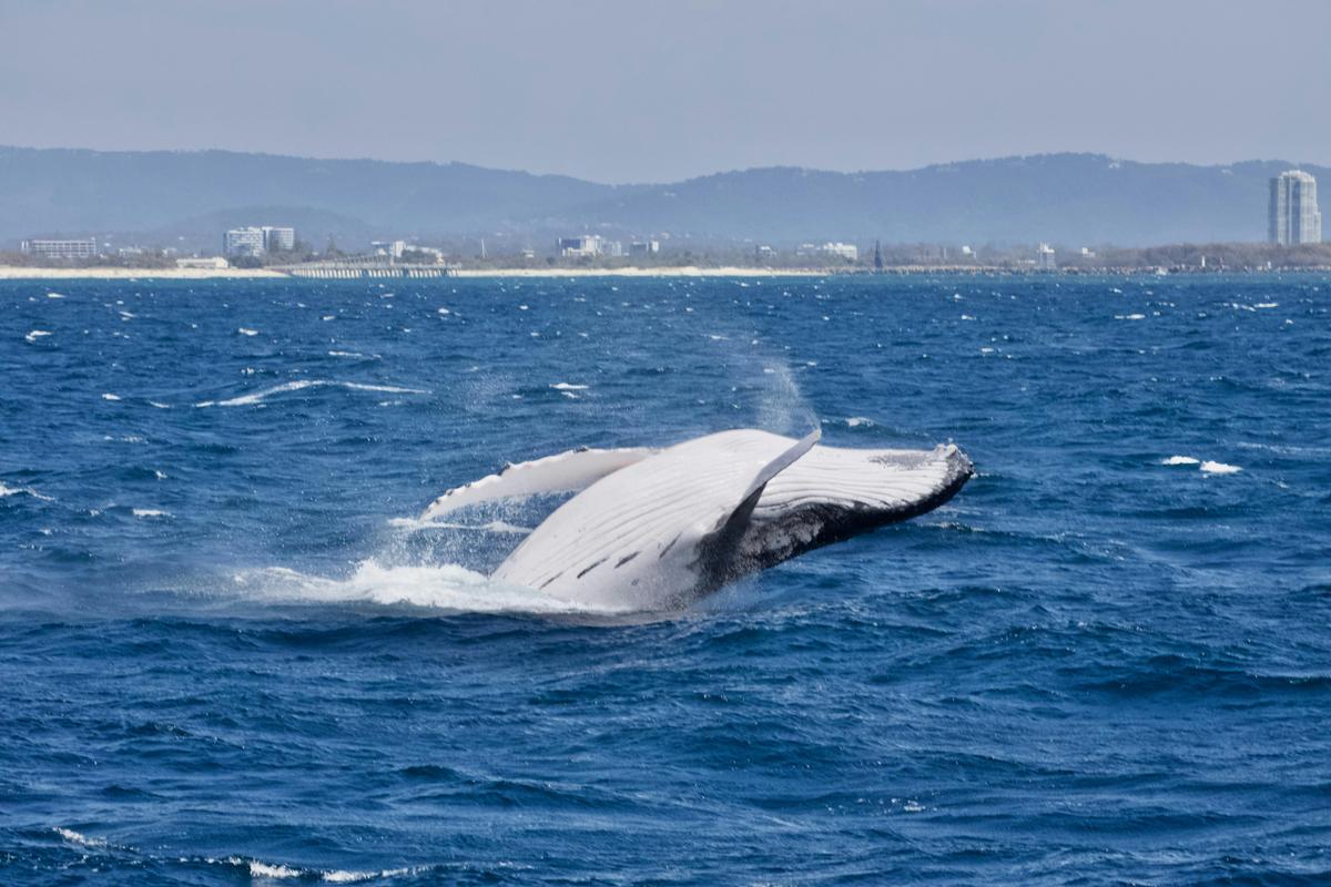 Luxury Whale Watching