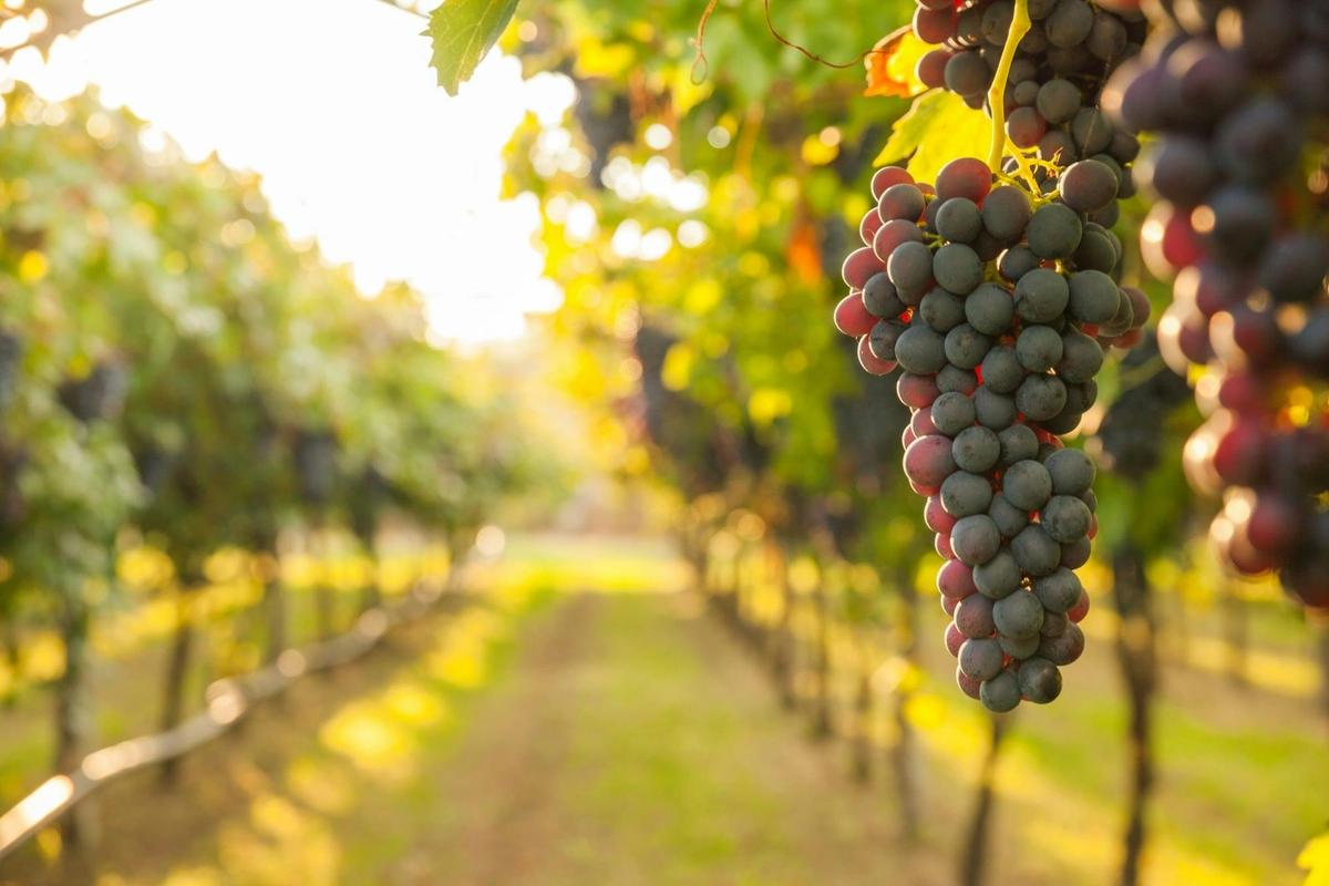 Mount Tamborine Food & Wine Tour