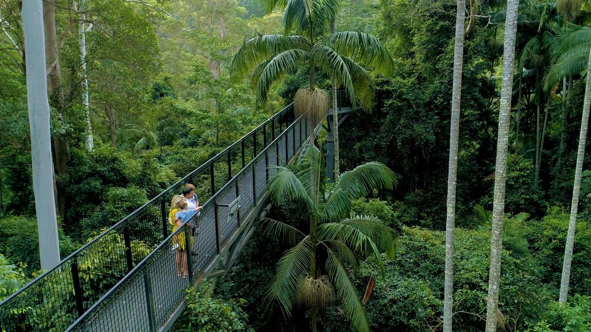 Springbrook and Tamborine Adventure